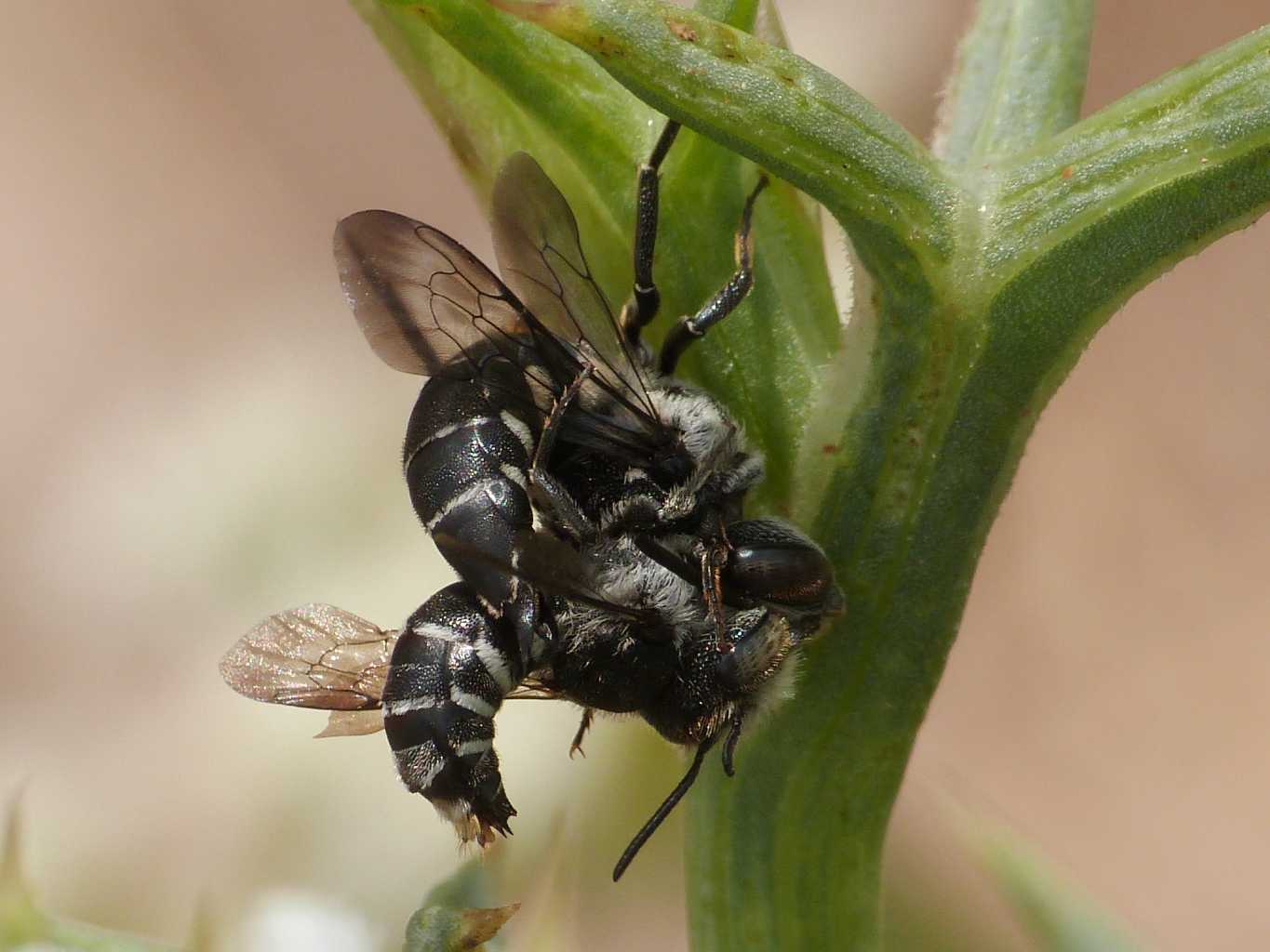 Coelioxys sp. femmina e maschio e accoppiamento